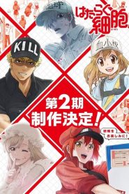 Les Brigades Immunitaires – Hataraku Saibou: Saison 2